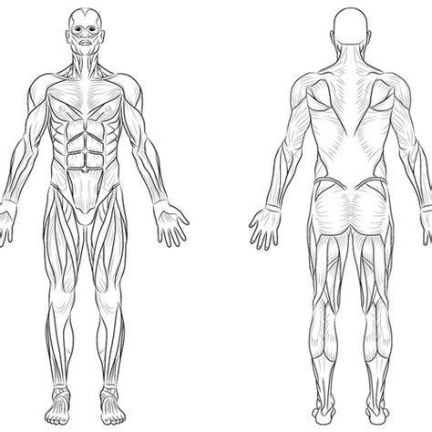 Muscular body sketch at paintingvalley com explore collection of. Full Body Muscle Diagram for professional massage charting ...