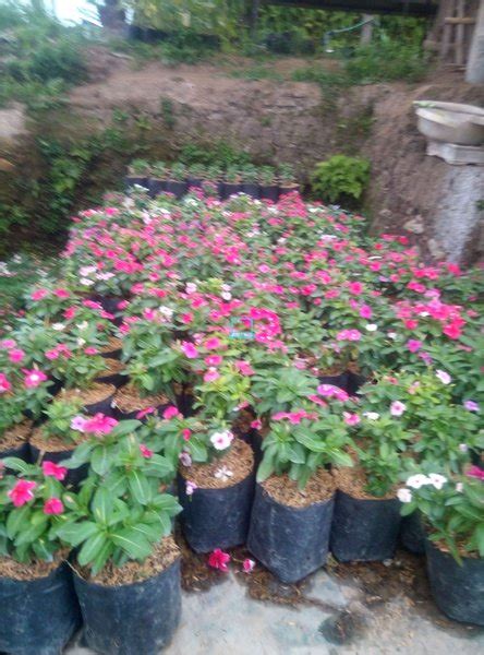 Kami menjual bibit tanaman bunga vinca gantung import holland putih yang memiliki nama ilmiah titan pure white vinca dalam kondisi rimbun, siap berbunga, dan siap tanam dengan harga yang murah. Taman Bunga Vinca - Green House Lezatta Destinasi Kekinian ...