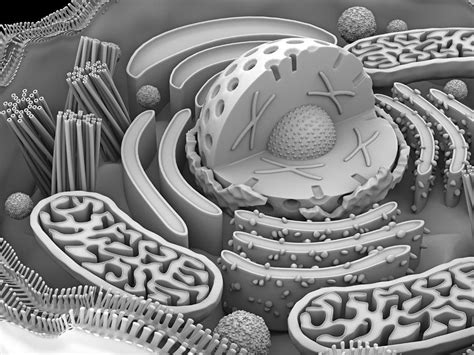 Check spelling or type a new query. Animal cell organelles, artwork Photograph by Science ...
