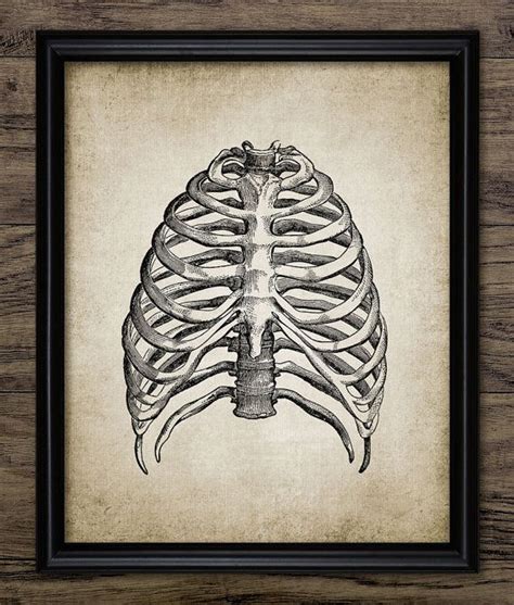 Rib cage, basketlike skeletal structure that forms the chest, or thorax, made up of the ribs and their corresponding attachments to the sternum and the vertebral column. Rib Cage Print Human Anatomy Vintage Human by ...