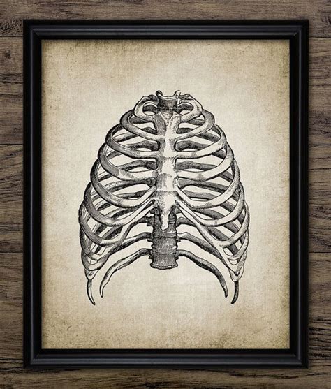 Rib cage anatomy | human rib cage info and pictures. Rib Cage Print Human Anatomy Vintage Human by ...