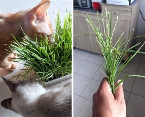 Nah berikut ini adalah berbagai macam muntah kucing : Rumput Ni Bukan Sebarang Rumput, Bagus Nak Rawat Kucing ...