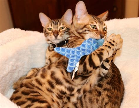 Size this is a medium to large cat. Pin on Bengal Cat - Tinker Bell (Tink) and Sir Cheddar