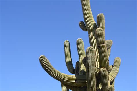 When david michael grundman was born in upstate new york, the saguaro cactus in our when grundman himself was in his twenties, he ended up in prison for armed robbery. Embarrassingly Dumb Ways People Died - Darwin Awards ...