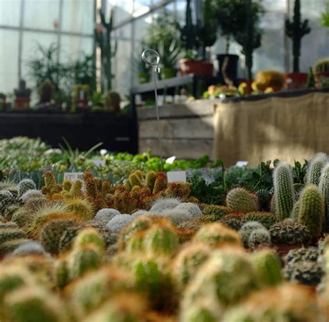 Piante da appartamento: foto e nomi piante per interni ...