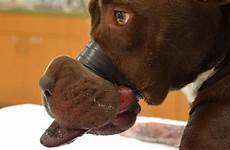 dog bbc mouth man taping shut jailed