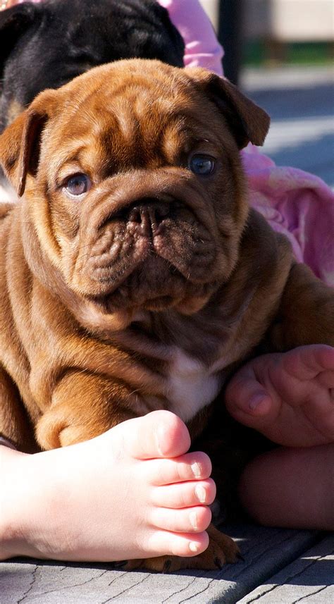 Their forefathers were rough and tumble bulldogs bred to fight bulls and other dogs in the 1600's and 1700's. english bulldog,english bulldog puppies,old english ...