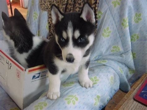 We provide aggregated results from multiple sources and sorted by user interest. AKC Siberian Husky Puppies, male for Sale in Lafayette, Indiana Classified | AmericanListed.com