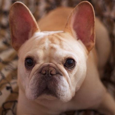 A french water dog with a lineage dating back to the 16th century, the barbet has a bright disposition and a loyal devotion to family members. the daily walter cronkite | Westminster dog show, French ...