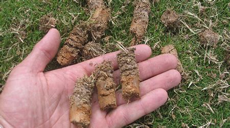 When roots can no longer penetrate, your grass will stop growing, and new blades of grass will stop replacing older, dead blades. Lawn Aeration - Tender Lawn Care, Grand Rapids/West Michigan
