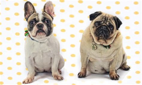 In case you are searching to find a french bulldog puppy for sale, i advise you to. French Bulldog and Pug puppies most illegally imported ...