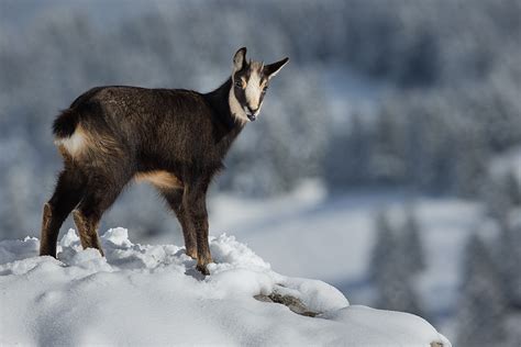 Une pétasse qui aime s'amuser avec des hommes matures. Chamois en rut « Ma-photo