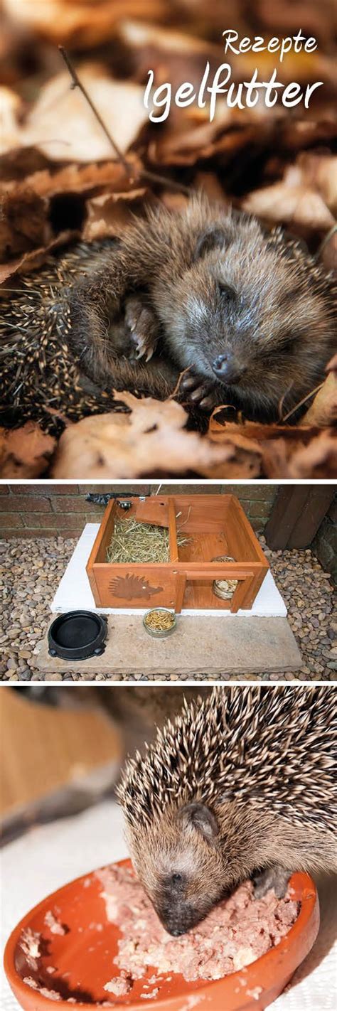 Grundsätzlich muss ein igel außerhalb der nahrungsarmen zeit nicht gefüttert werden. Rezepte Igelfutter Manche zählen zu jenen Glücklichen, die ...