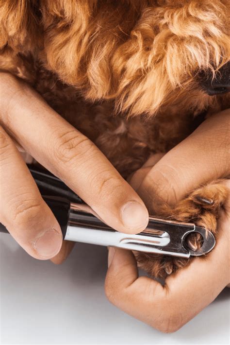Go slowly hold your dog's paw firmly but gently position the clippers to cut the nail from top to bottom (not side to side) trim a very small length of the nail, about 1/16th of an inch Dremel Or Clipper? Best Tools For Large Dogs Black Nails