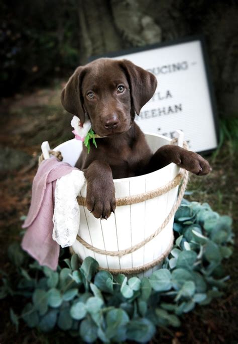 Enjoy this phase of your puppy's life because they grow so fast! Puppy Love: Daisy the Chocolate Labrador | Labrador ...