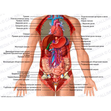 Mein absoluter favorit um die innere partie anzugreifen. Pin auf Anatomie