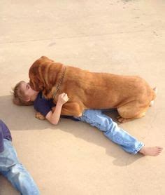 Es gelten die allgemeinen geschäftsbedingungen der untenstehenden anbieter für die von den anbietern angebotenen leistungen. Die 61 besten Ideen zu Dogue de Bordeaux | bordeaux doggen ...