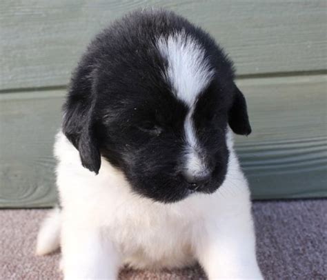Since greenfield puppies was founded in 2000, we have been connecting healthy puppies with caring, loving families. Happy Newfoundland Puppies for Caring Home | Handmade Michigan