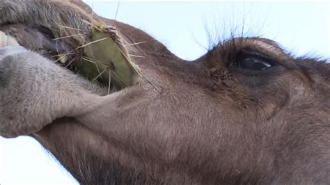 It's simple to reduce, say, a dog's vocalizations to bark, but as any owner knows, dogs can yelp, whine, howl, growl, and make all kinds of other sounds. Arabian Camels Eat Cacti With Hardened Mouth Structures