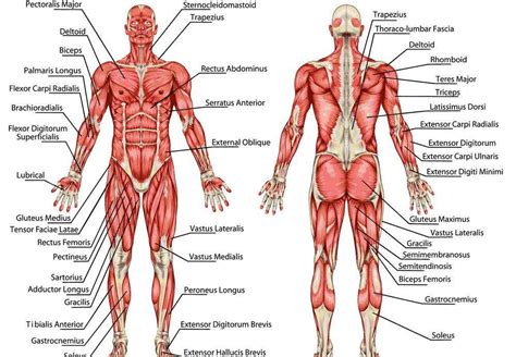 Jan 23, 2018 · supraspinatus: Muscular system diagram | Healthiack