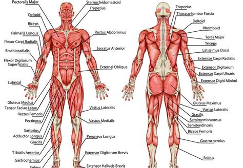 Read over the labeled diagram carefully, then switch to a blank copy of the same diagram and try to fill in the names of as many muscles as you can remember. Muscular system diagram | Healthiack