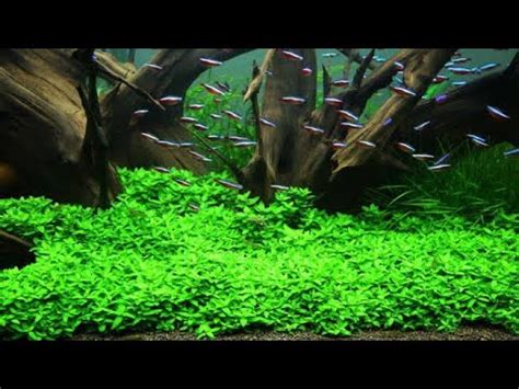 Untuk membuat aquascape kita harus mempunyai rencana dan refrensi yang matang. Tanaman karpet terbaik untuk aquascape 2019 - YouTube