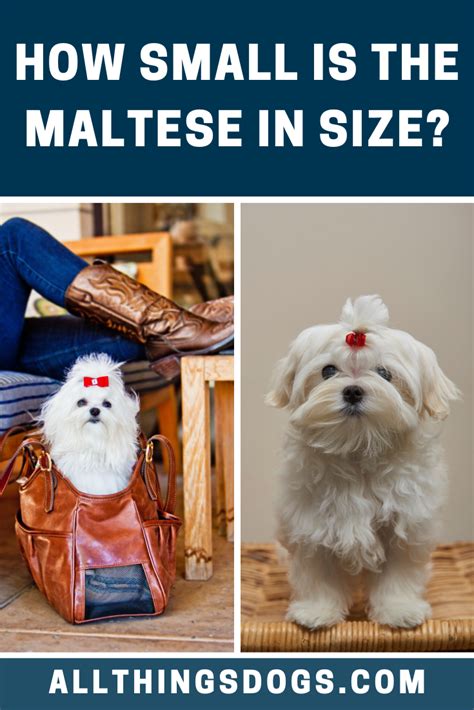 Ethics come into question with. Maltese Size in 2020 | Teacup dog breeds, Poodle mix ...