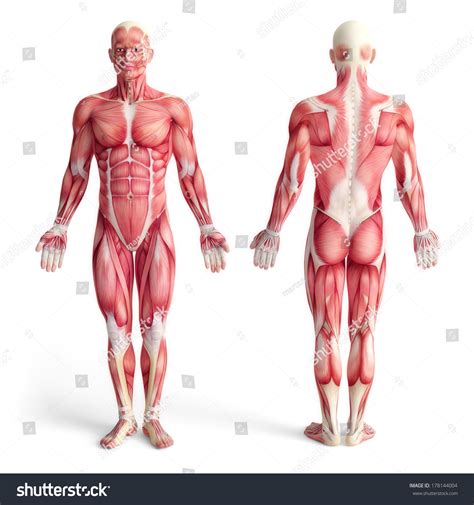Muscles allow a person to move muscles in the torso protect the internal organs at the front, sides, and back of the body. Male Anatomy Muscular System Front Back Stock Illustration ...