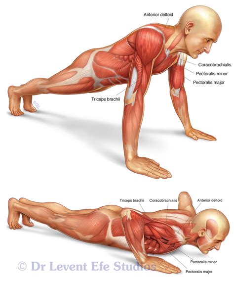 Find the best weight lifting exercises that target each muscle or groups of muscles. shidafzan: muscles used in..