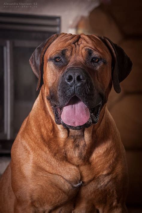 Deriving from the word boer (meaning farmer), it is not hard to understand. South African Boerboel Maglor | Bull mastiff dogs, African ...