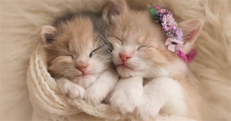 Check out our newborn kitten progression chart. Research Explains Why Humans Find Kittens So Cute | TheThings