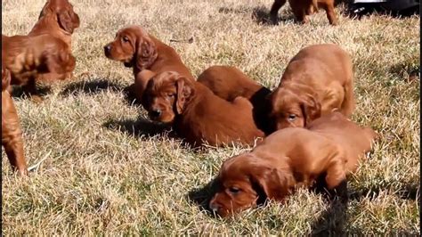 Advice from breed experts to make a safe choice. Irish Setter Puppies For Sale - YouTube