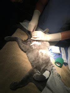 Feline perineal urethrostomy, fat cat! Perineal Urethrostomy in Ocala, FL | Maricamp Animal Hospital