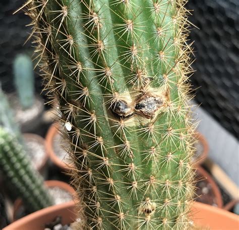 This is best done in spring, summer, or early autumn. Should I cut this cactus? - CactiGuide.com