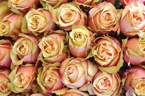 Use this guide to learn flower meanings and select the right symbol of other types of love flowers include peonies, sunflowers, or tulips, which symbolize happiness, prosperity and romance. Rosa SECRET LOVE | List of flowers, Flowers, Secret love