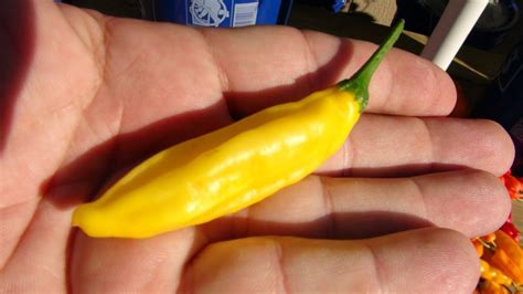 A lack of pollinating insects, or poor air circulation may cause pepper flowers to drop instead of setting fruit. Lemon Drop Pepper Capsicum baccatum - YouTube