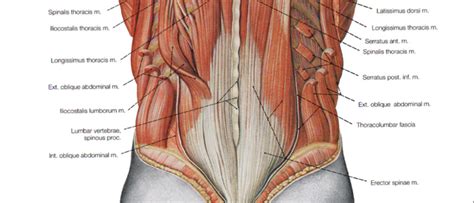 Rib cage , in vertebrate anatomy, basketlike skeletal structure that forms the chest, or thorax, and is made up of the the rib cage is semirigid but expansile, able to increase in size. Stretching the Low Back Muscles - DeanSomerset.com