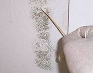 I had bad sinus issues for 2 years. Mold Inspection | Mold Testing