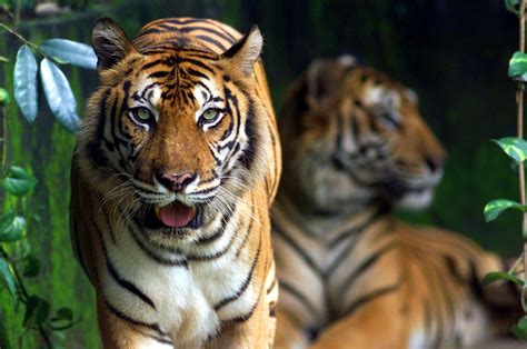 Tenggiling merupakan haiwan yang dilindungi di bawah akta hidupan liar. Harimau Malaya Semakin Diancam Kepupusan - Oh! Media