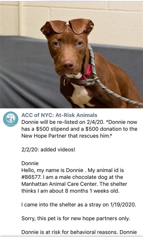 More information is on our. 🆘 PUPPY ALERT🆘 PRECIOUS INNOCENT DONNIE RELISTED TO DIE 2/6/20 AT THE DREADED HIGH KILL CENTER ...