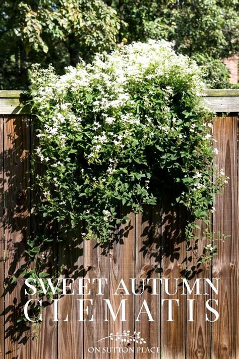 I need help from someone in getting these seeds started. Sweet Autumn Clematis (With images) | Autumn clematis ...