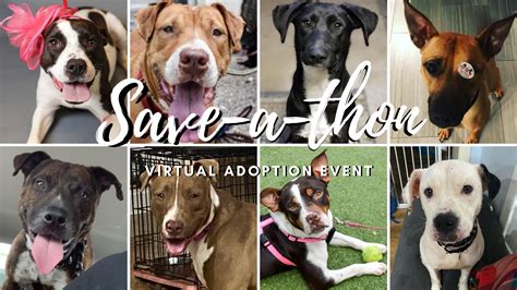 Adopters will be considered on a first come, first served basis. Save-a-thon Virtual Adoption Event - Houston Pets Alive!