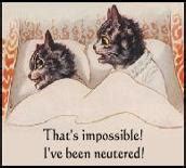 In 15 years of looking for birth control for cats, i have yet to find a practical solution. Do YOU know what the word "feral" means?