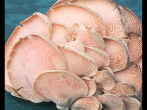oyster mushroom utpadan taknik.mp4 - YouTube