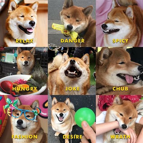 1,837 likes · 4 talking about this. Pin by Zoe on Shiba Inu dogs and more | Funny animal memes ...