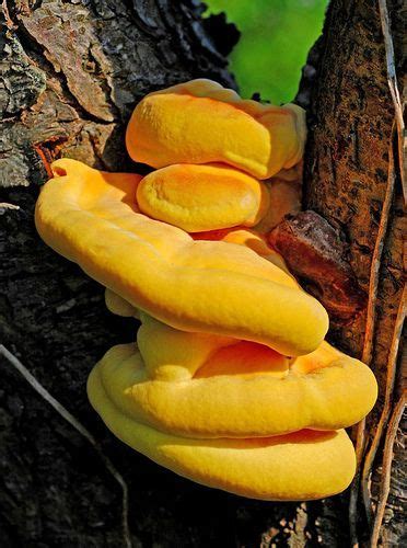 Yellow fungus in houseplant soil. ภเгคк ค๓๏ | Fungi, Yellow fungus, Mushroom fungi