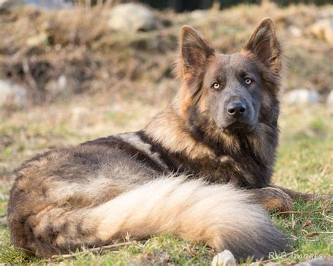 Ein deutscher schäferhundwelpe sucht ein neues zuhause. Joyce | Altdeutsche Schaferhunde - Beautiful | Berger ...