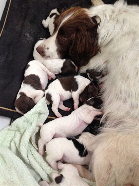 They go everywhere you go. that includes mosques, where most worshippers have generally been. Should My Dog Have Puppies Before Being Spayed ...