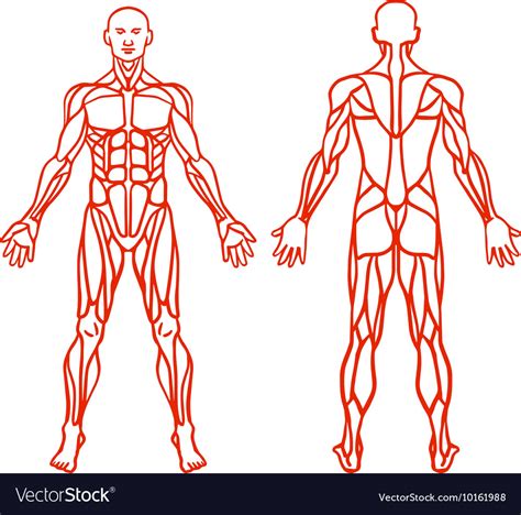These muscles include the large paired muscles in the lower back. Anatomy of male muscular system exercise and Vector Image