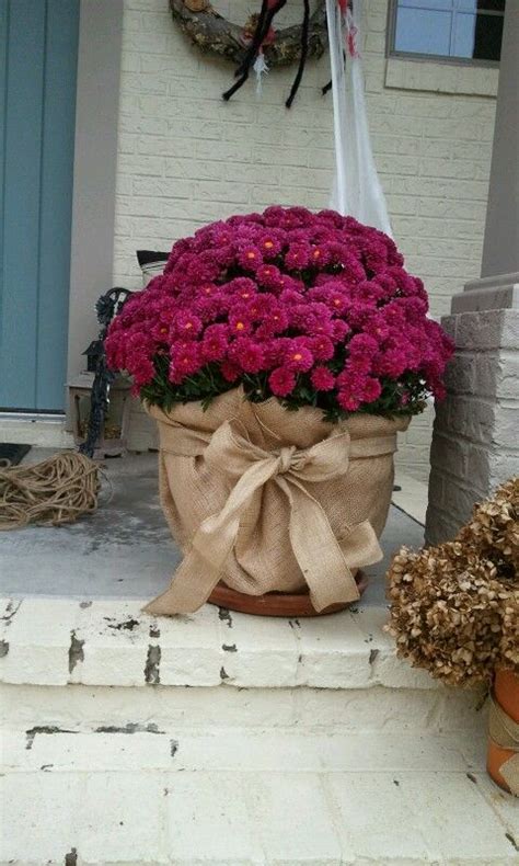 Walk around the bush and wrap it with the burlap fabric. Burlap wrapped flower pot. Love! | DIY | Pinterest ...